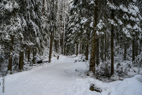 beautiful winter forest. beautiful snowy tree branches