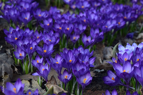 Crocus  flowers field. Beautiful spring seasonal photography. 