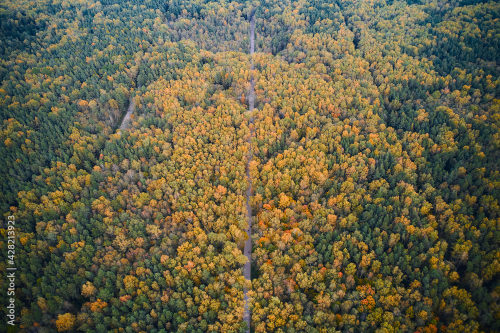 Aerial of the forest with narrow footpaths in public park in autumn Aerial of the forest with narrow footpaths in public park in autumn