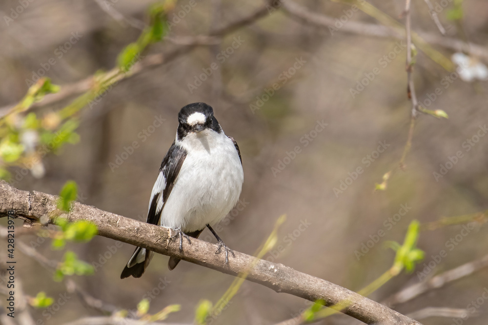 Fototapeta premium Collared Flycatcher bird (Ficedula albicollis) Singing Bird