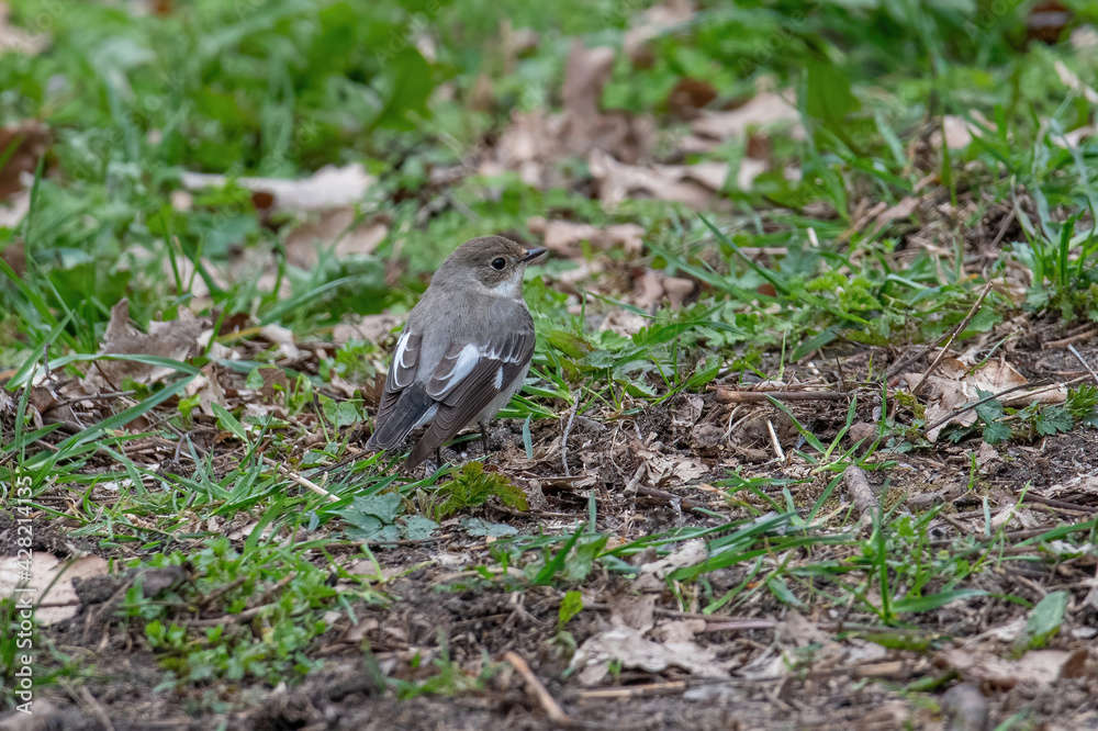 Obraz premium Collared Flycatcher bird (Ficedula albicollis) Singing Bird