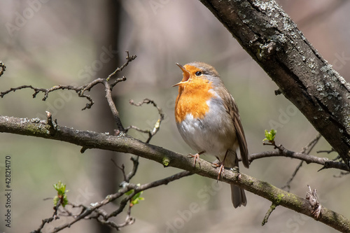 Obraz na płótnie Close up photo of European robin (Erithacus rubecula) w salonie