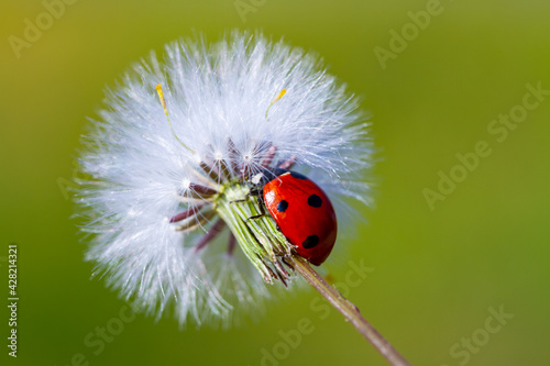 Tiny red ladybug on dandelion flower © mehmetkrc