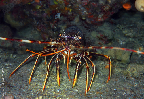 European spiny lobster in Adriatic sea, Croatia