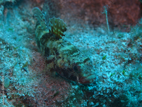 Goby fish in Adriatic sea near Hvar island  Croatia