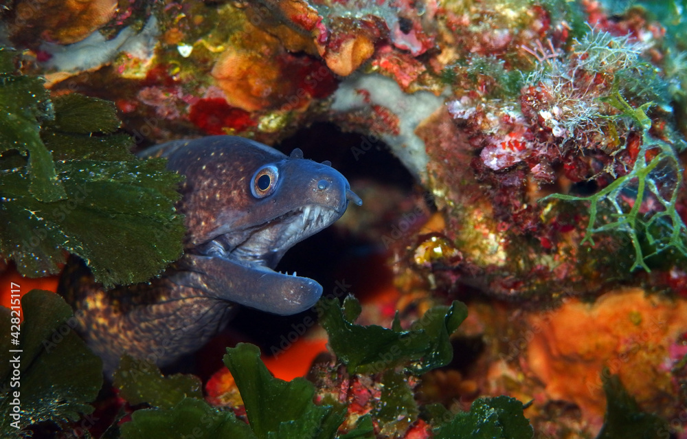 Mediterranean moray in Adriatic sea, Croatia Mediterranean moray in Adriatic sea, Croatia