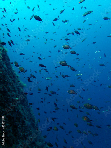 Underwater landscape of Adriatic sea  Croatia