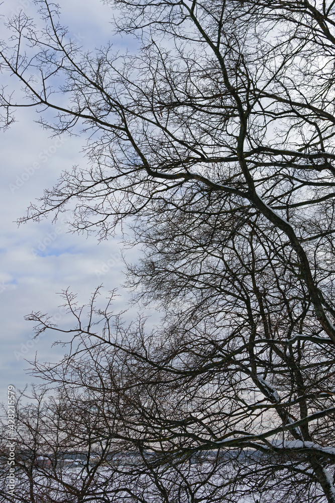 Black bare tree branches against the background of the winter cloudy blue sky Black bare tree branches against the background of the winter cloudy blue sky