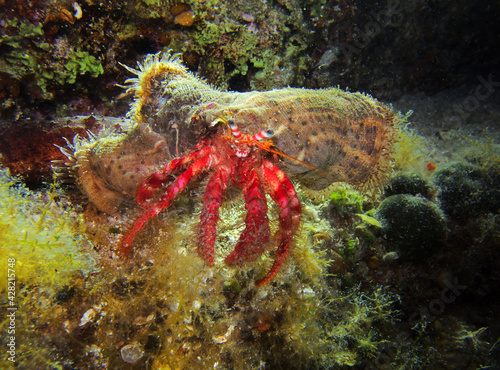 Dardanus calidus - hermit crab with the sea anemone in Adriatic Sea near Hvar island, Croatia