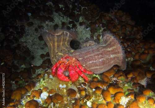 Foto Dardanus calidus - hermit crab with the sea anemone in Adriatic Sea near Hvar is