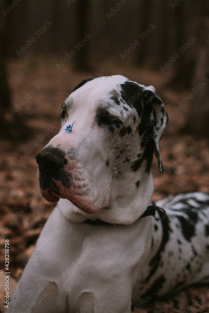 Portrait of a big dog in forest
