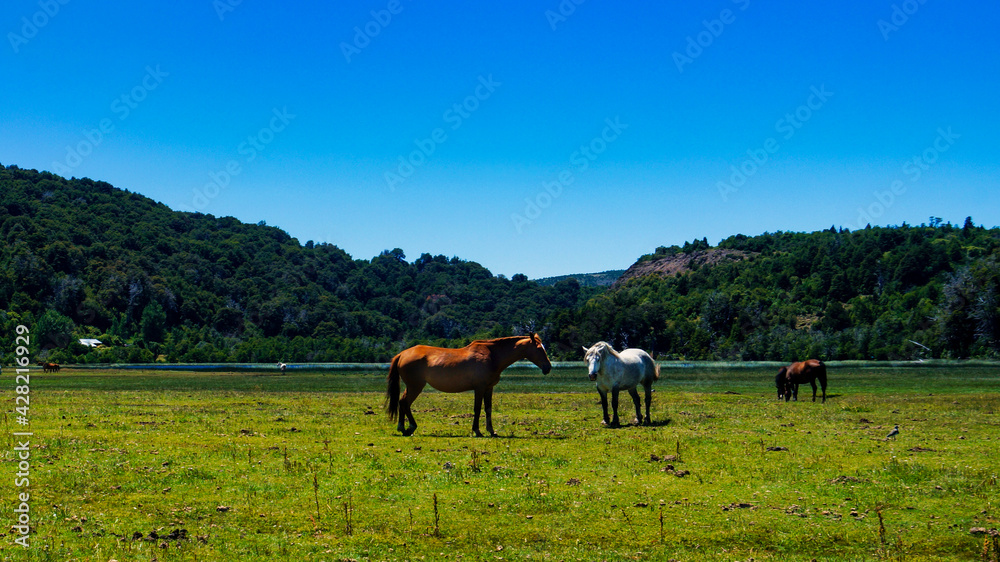 Close view of a group of horses grazing in a green meadow with the mountains behind at San Martin de los Andes, Neuquen, Argentina. Close view of a group of horses grazing in a green meadow with the mountains behind at San Martin de los Andes, Neuquen, Argentina.