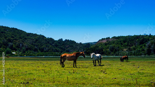 Close view of a group of horses grazing in a green meadow with the mountains behind at San Martin de los Andes, Neuquen, Argentina. 