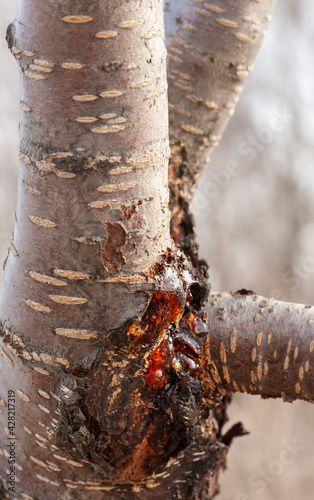 Damaged merry trunk with dripping gum. Close-up, selective focus.