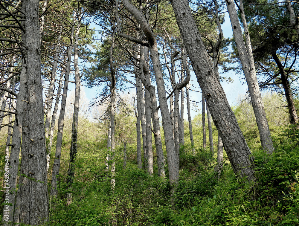 Isolated pine trees in a wooded hillside area.