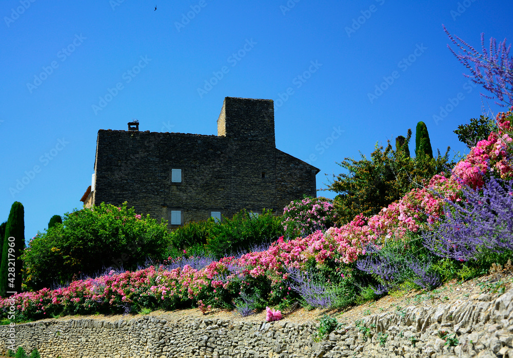 Obraz premium prowansja, krajobraz, kammienny dom, błękitne niebo, róże i perowskia, cyprys, mediterranean garden, ogród prowansalski 