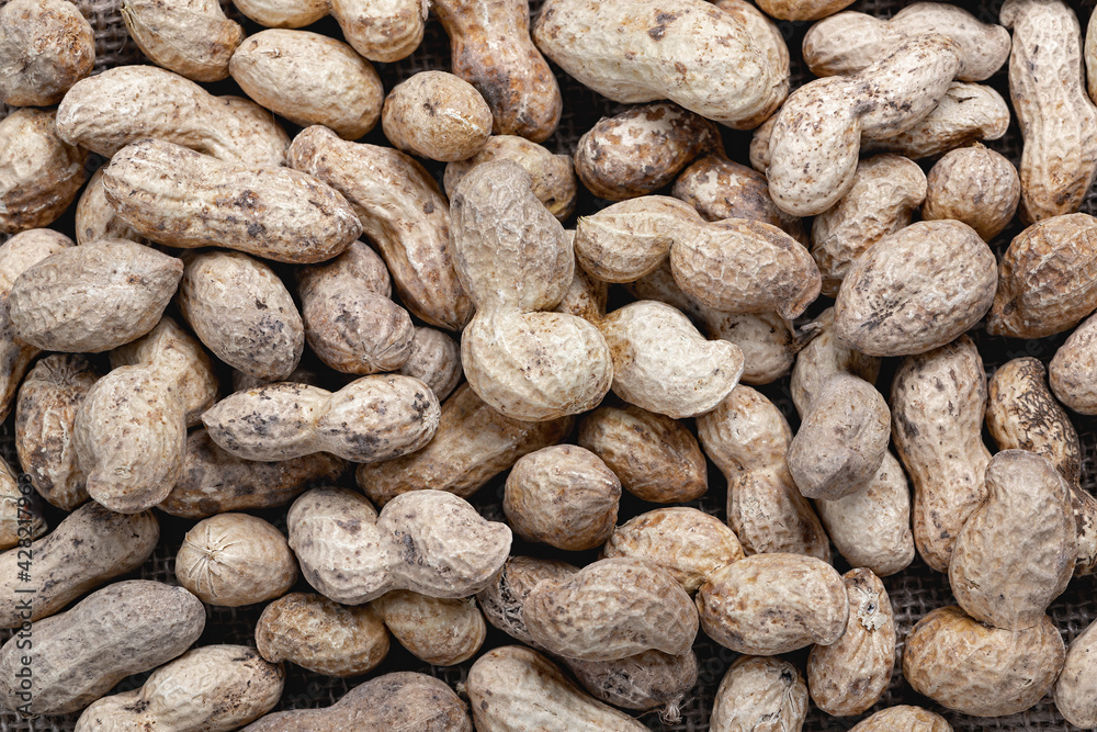 Organic peanuts in shell . Heap of peanut closeup. Organic peanuts in shell . Heap of peanut closeup.