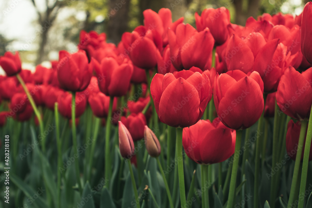 Red tulips in Istanbul