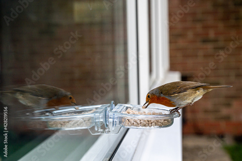 Foto Urban wildlife as a robin eats from a window suet feeder
