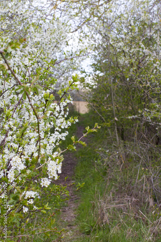 natural way in bushes, flowering hawthorn shrubs and sustainable grassland natural way in bushes, flowering hawthorn shrubs and sustainable grassland