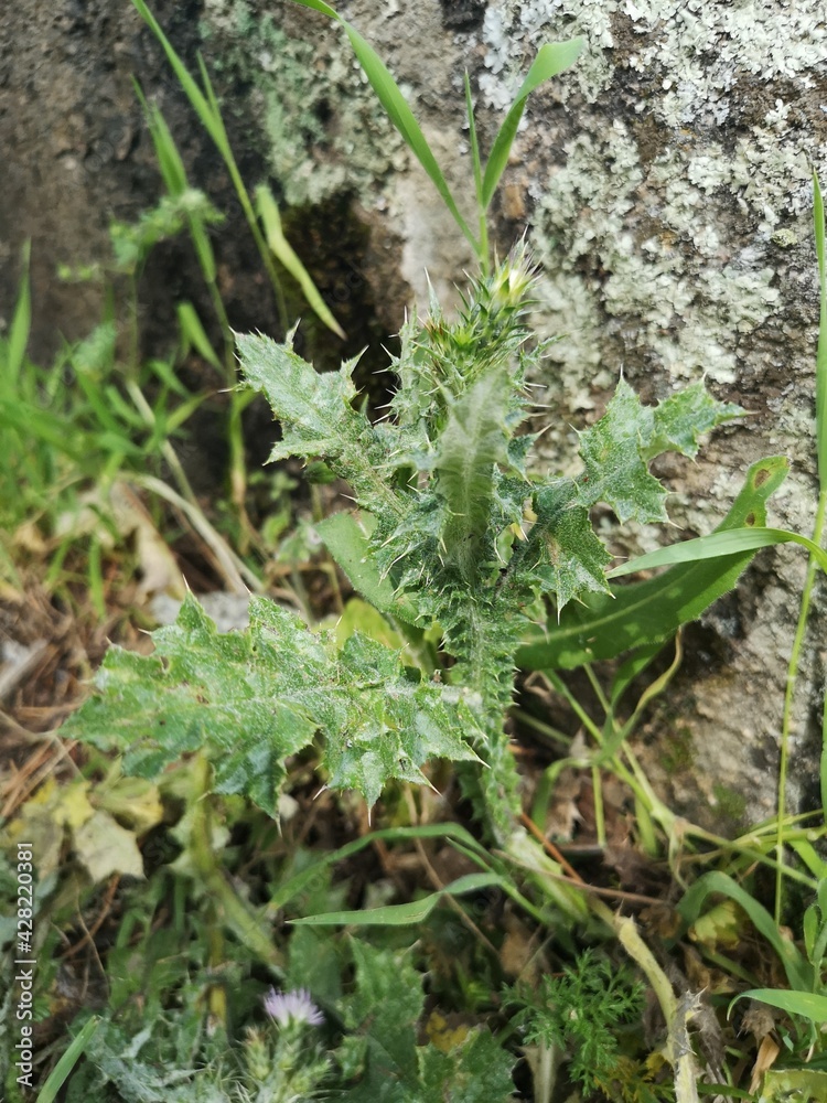 close up of bad weed in the mountains close up of bad weed in the mountains