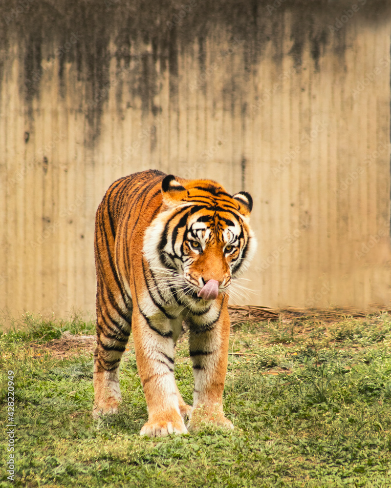 Obraz premium Tigre de bengala