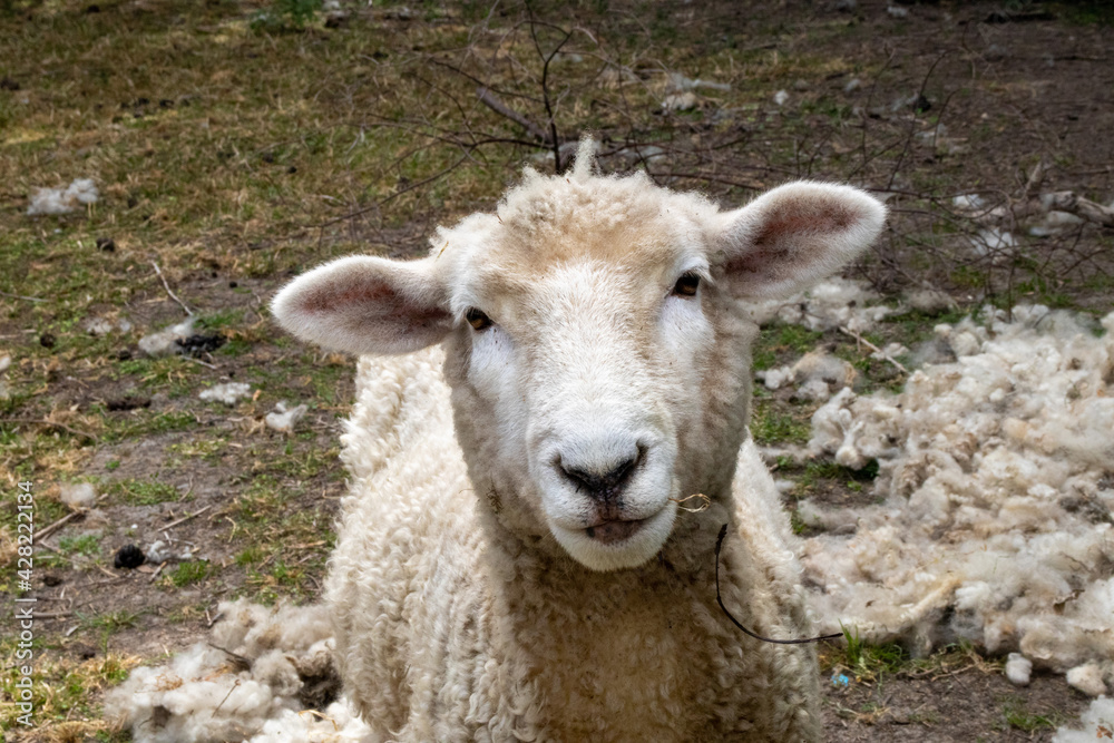 Tierna mirada de borrego