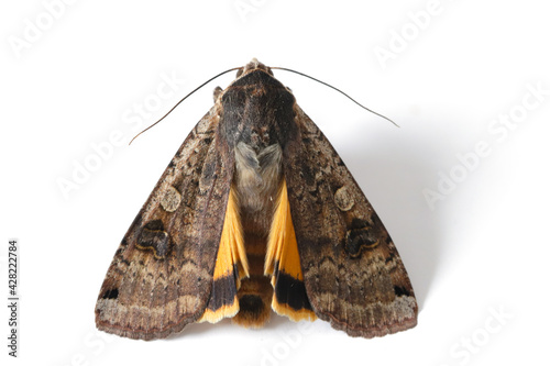Male of The large yellow underwing (Noctua pronuba) is a moth from the family owlet moths Noctuidae. Caterpillars of this species are pests of most crops. photo