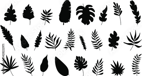 Exotic leaves set black and white vector illustration