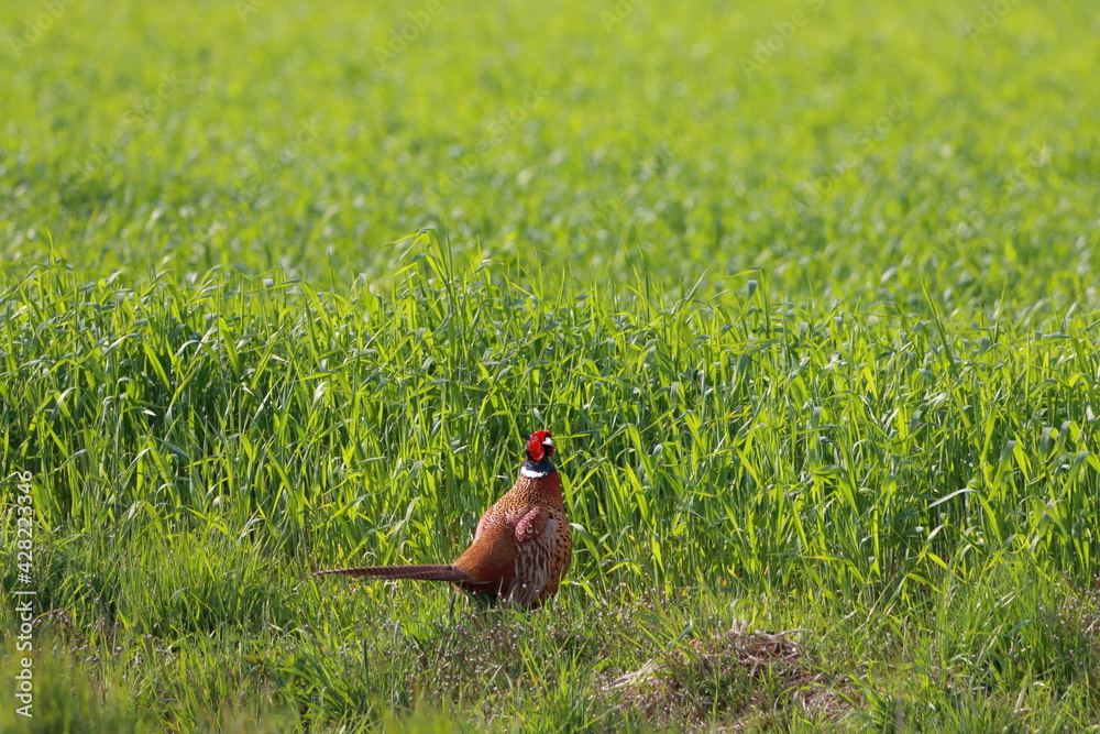 Fasane im hohen Gras Stock Photo Adobe Stock