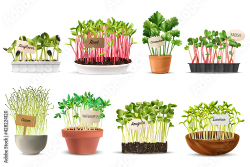 Healthy Nutrition Microgreens Set