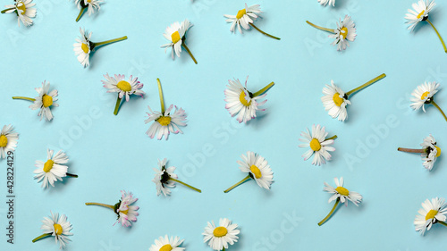 Pattern with fresh daisy flowers on pastel backround.
