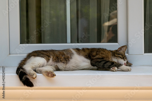 Lazy grey white striped cat comfortably lying and sleeping on windowsill in summer hot day. Pet gets chilly outside of window on a balcony. Domestic animal kitten background, free space for text. 