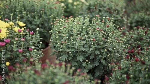 camera slide over lots of chrysanthemum flowers growing inside of greenhouse
