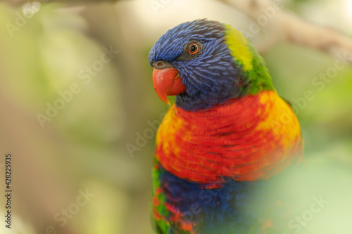 Swainson's Lorikeet at the Sables Zoo in Sables d'Olonne.