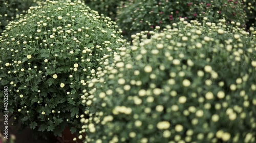 camera slide over lots of chrysanthemum flowers growing inside of greenhouse
