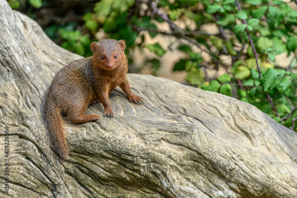 Dwarf mongoose in captivity at the Sables Zoo in Sables d'Olonne. Dwarf mongoose in captivity at the Sables Zoo in Sables d'Olonne.
