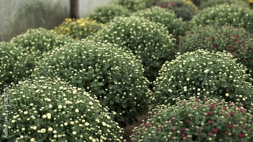 camera slide over lots of chrysanthemum flowers growing inside of greenhouse
