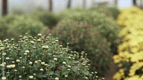 camera slide over lots of chrysanthemum flowers growing inside of greenhouse
