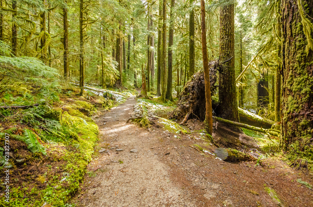 Fragment of Soleduck trail in Olympics park, Washington, USA Fragment of Soleduck trail in Olympics park, Washington, USA