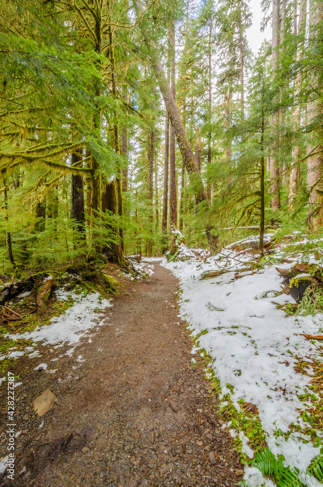 Obraz premium Fragment of Soleduck trail in Olympics park, Washington, USA