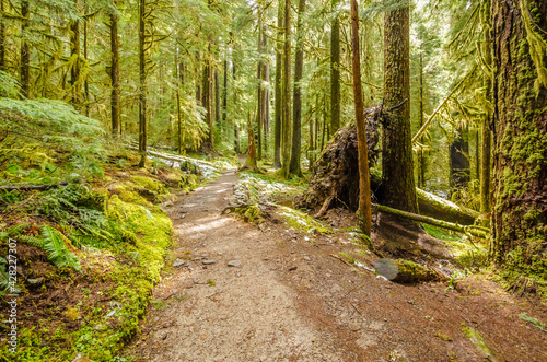 Fragment of Soleduck trail in Olympics park  Washington  USA