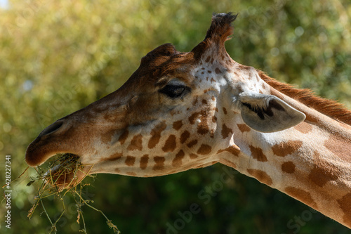 Fotografia, Obraz Kordofan's giraffe in captivity at the Sables Zoo in Sables d'Olonne