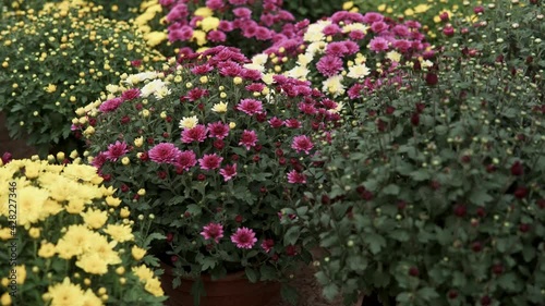 camera slide over lots of chrysanthemum flowers growing inside of greenhouse
