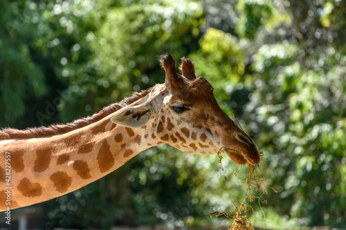 Kordofan's giraffe in captivity at the Sables Zoo in Sables d'Olonne.