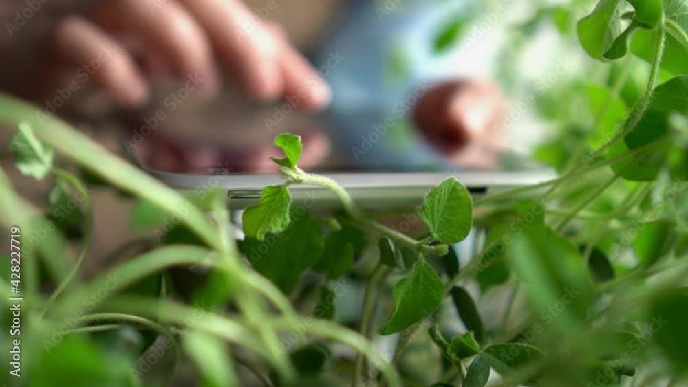 Farmer with tablet on the background of young soybean leaves Farmer with tablet on the background of young soybean leaves