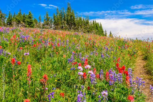 Trail to a mountan summit in British Columbia  Canada.