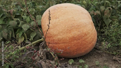 camera slide over pumpkin growing in the field
