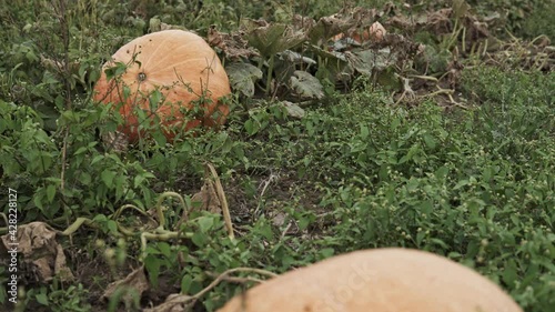 camera slide over pumpkin growing in the field
