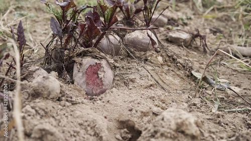 Detail of red beetroot growing in the field
